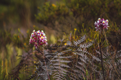 Epidendrum secundum
