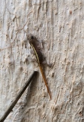 Cnemaspis mysoriensis
