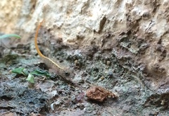 Cnemaspis mysoriensis