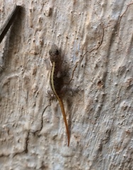Cnemaspis mysoriensis