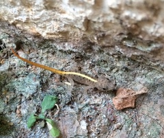 Cnemaspis mysoriensis