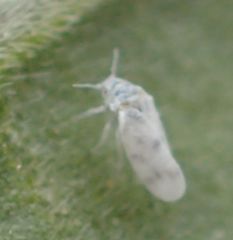Aleurodicus dugesii