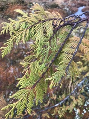 Cupressus nootkatensis