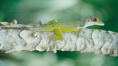 Anolis leachii