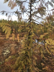 Cupressus nootkatensis