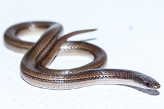 Tantilla calamarina