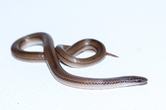 Tantilla calamarina