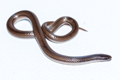 Tantilla calamarina