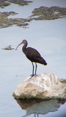Plegadis chihi