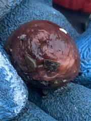 Cnemidocarpa