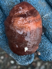 Cnemidocarpa