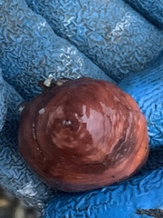 Cnemidocarpa