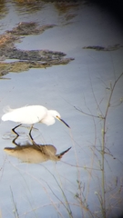 Egretta thula