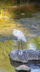 Ardea alba