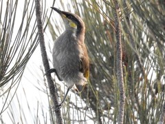 Gavicalis fasciogularis