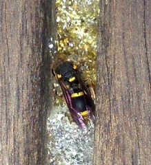 Epsilon chartergiforme