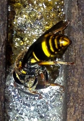 Epsilon chartergiforme