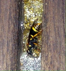 Epsilon chartergiforme