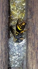 Epsilon chartergiforme