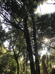 Garcinia oblongifolia