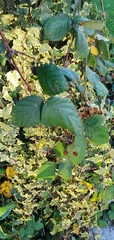 Rubus