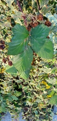 Rubus
