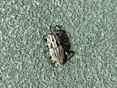 Sphenophorus cariosus