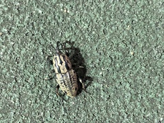 Sphenophorus cariosus