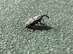 Sphenophorus cariosus