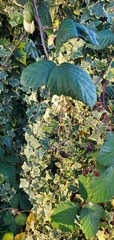 Rubus
