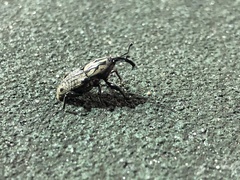 Sphenophorus cariosus