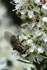 Oxysarcodexia varia