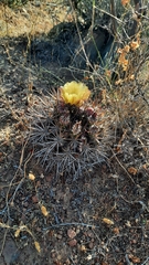 Eriosyce curvispina mutabilis