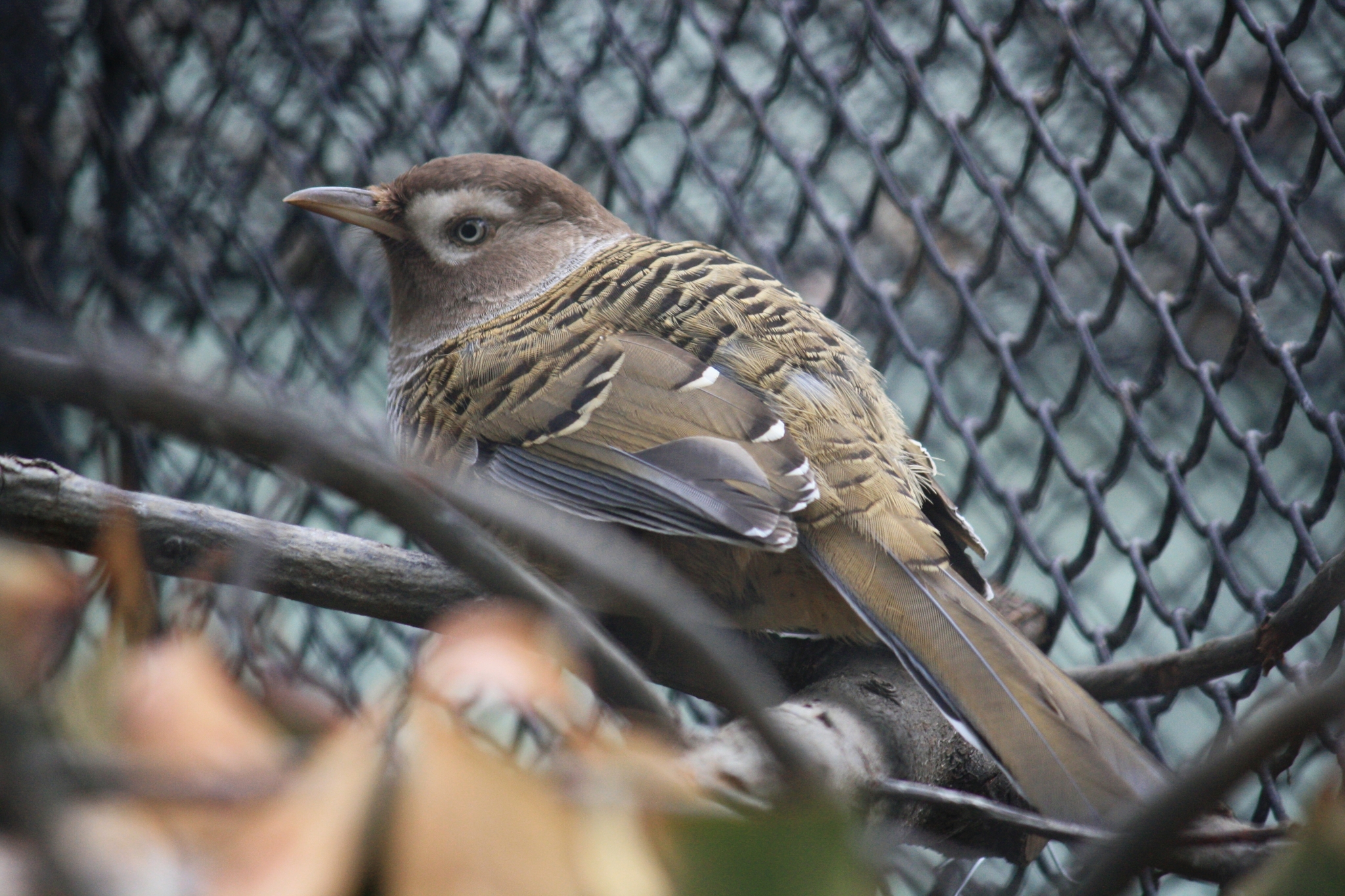 Barred Laughingthrush illustration