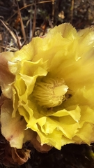 Eriosyce curvispina mutabilis
