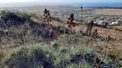 Puya venusta