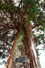 Juniperus bermudiana