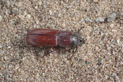 Neandra marginicollis