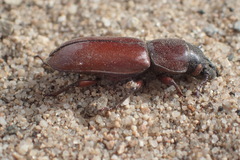 Neandra marginicollis