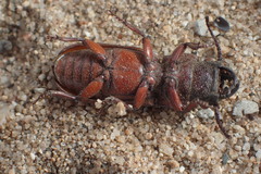 Neandra marginicollis