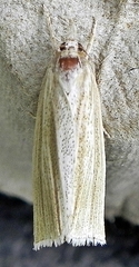 Epina alleni