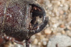 Neandra marginicollis