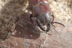 Neandra marginicollis