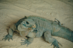 Cyclura