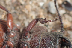 Neandra marginicollis