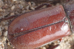 Neandra marginicollis