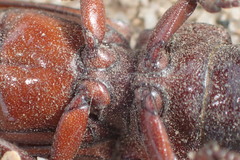 Neandra marginicollis