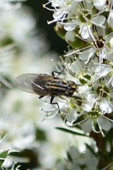 Oxysarcodexia varia