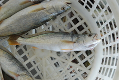 Otolithes ruber