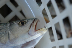 Otolithes ruber